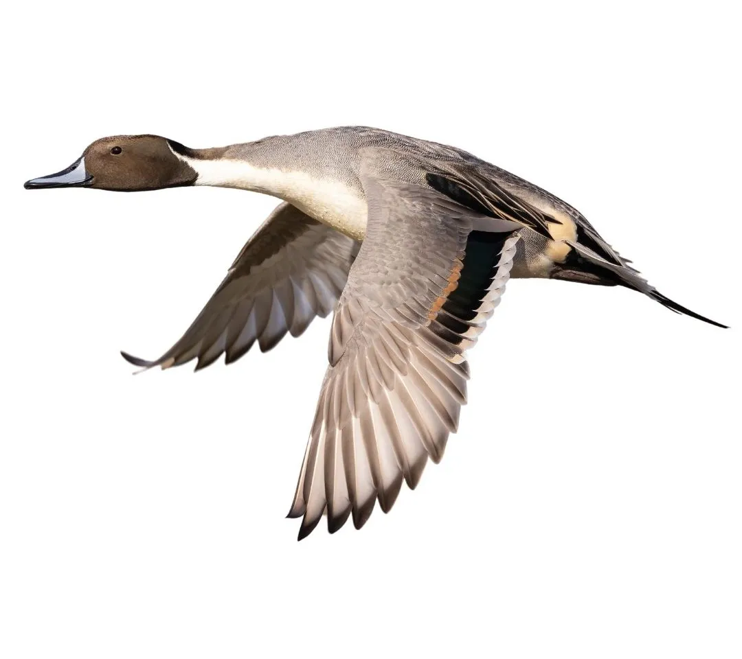 How to identify a Northern Pintail duck - Northern Pintail characteristics