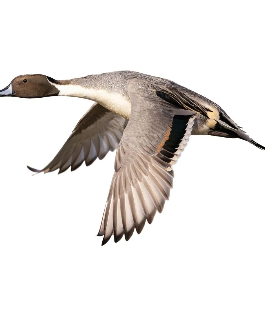 How to identify a Northern Pintail duck - Northern Pintail characteristics