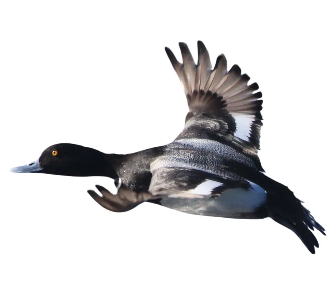 How to identify a Scaup duck - Scaup characteristics