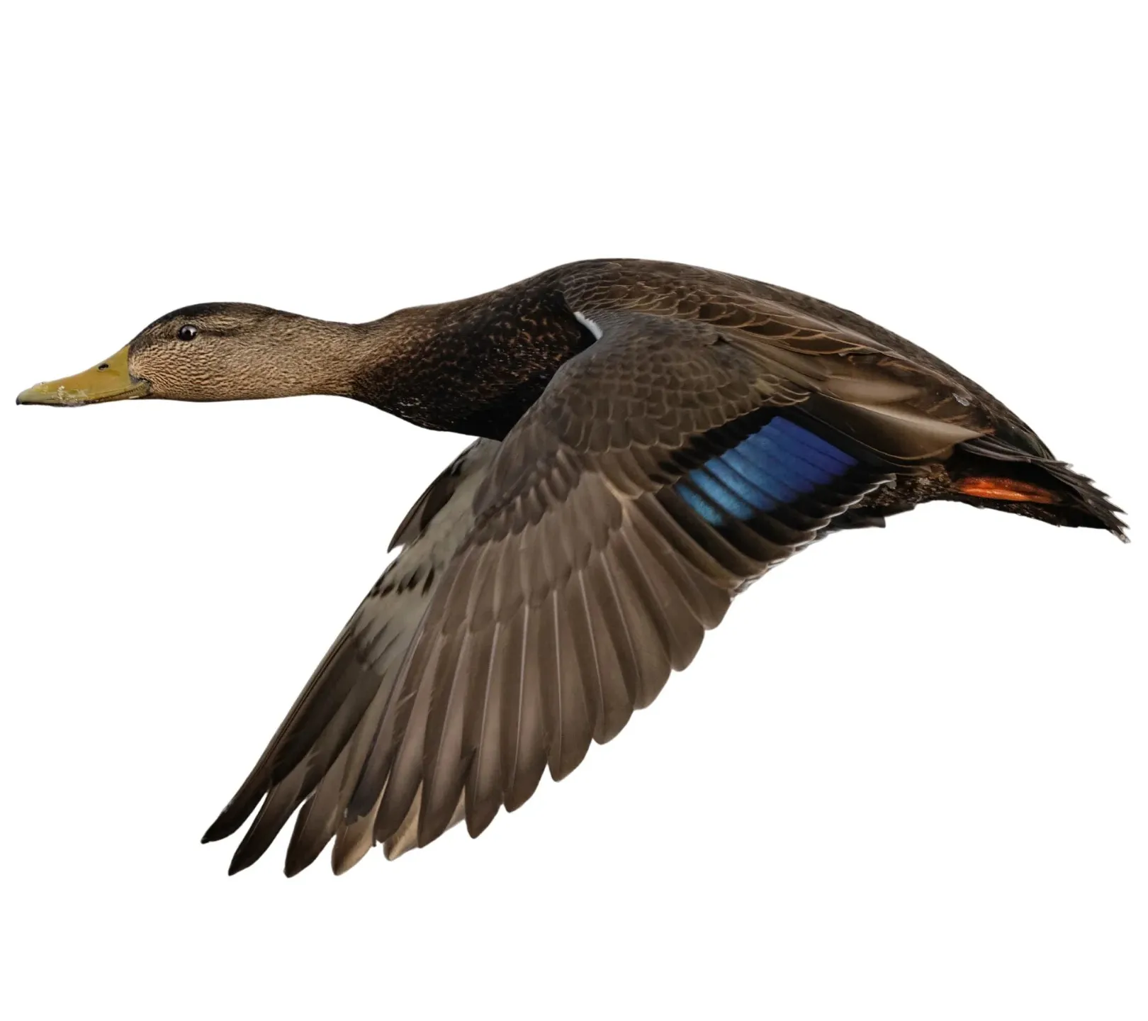 How to identify a American Black Duck duck - American Black Duck characteristics
