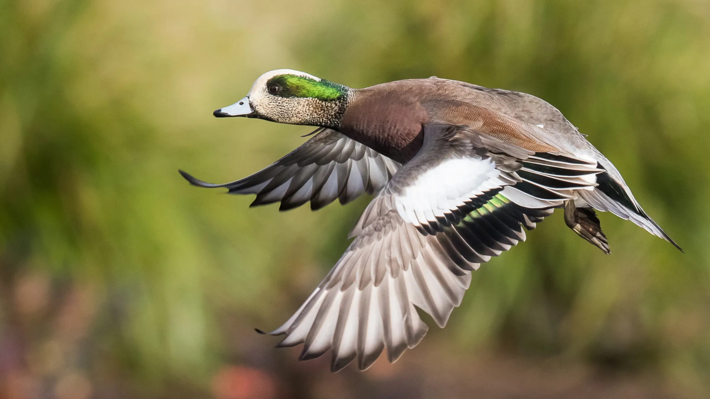 American Wigeon identification: a drake in flight showing the white crown, green eye stripe and white wing patch