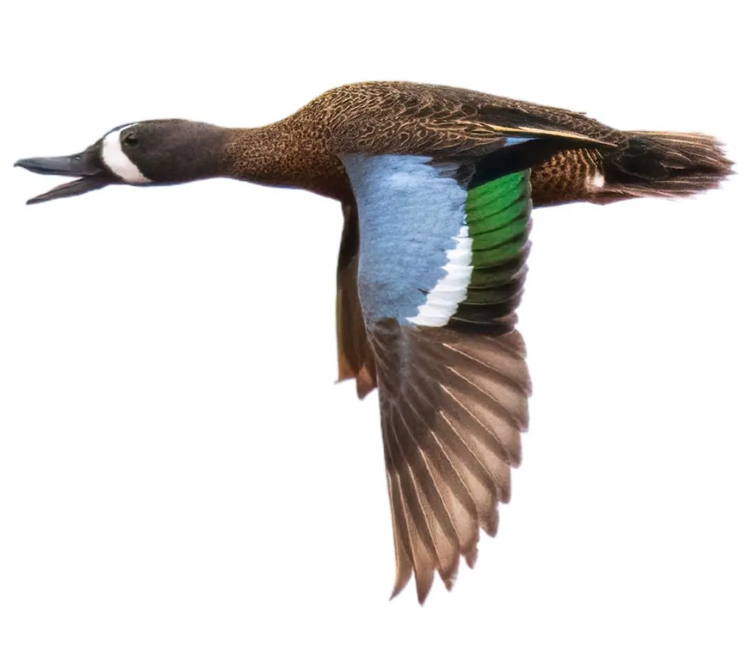 How to identify a Blue-winged Teal duck - Blue-winged Teal characteristics