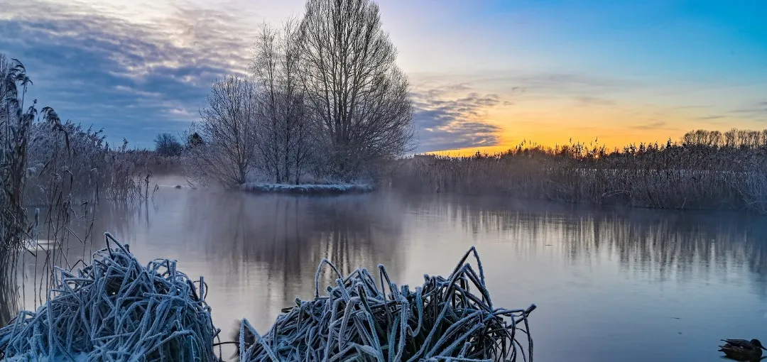Frost-covered reeds at the edge of a still, misty marsh at sunrise