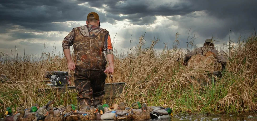 Two duck hunters in camouflage setting out Mallard decoys at the edge of a marsh under a stormy sky