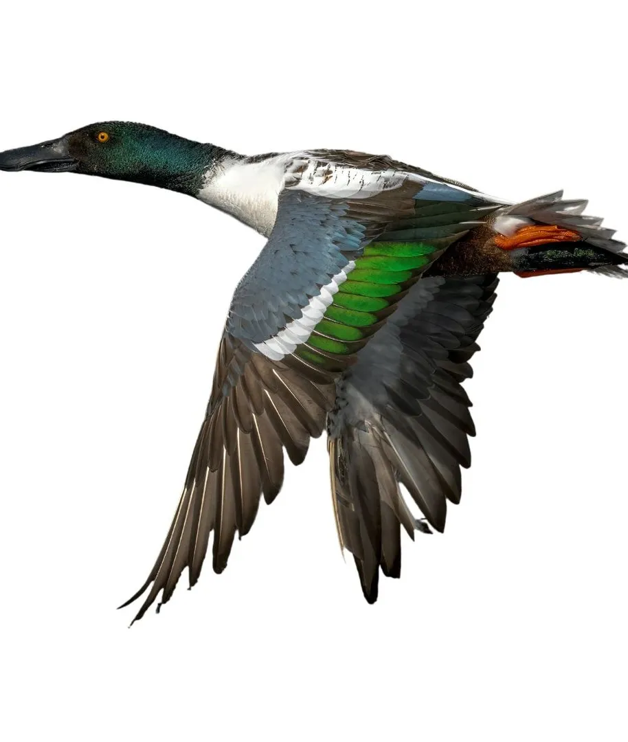 How to identify a Northern Shoveler duck - Northern Shoveler characteristics
