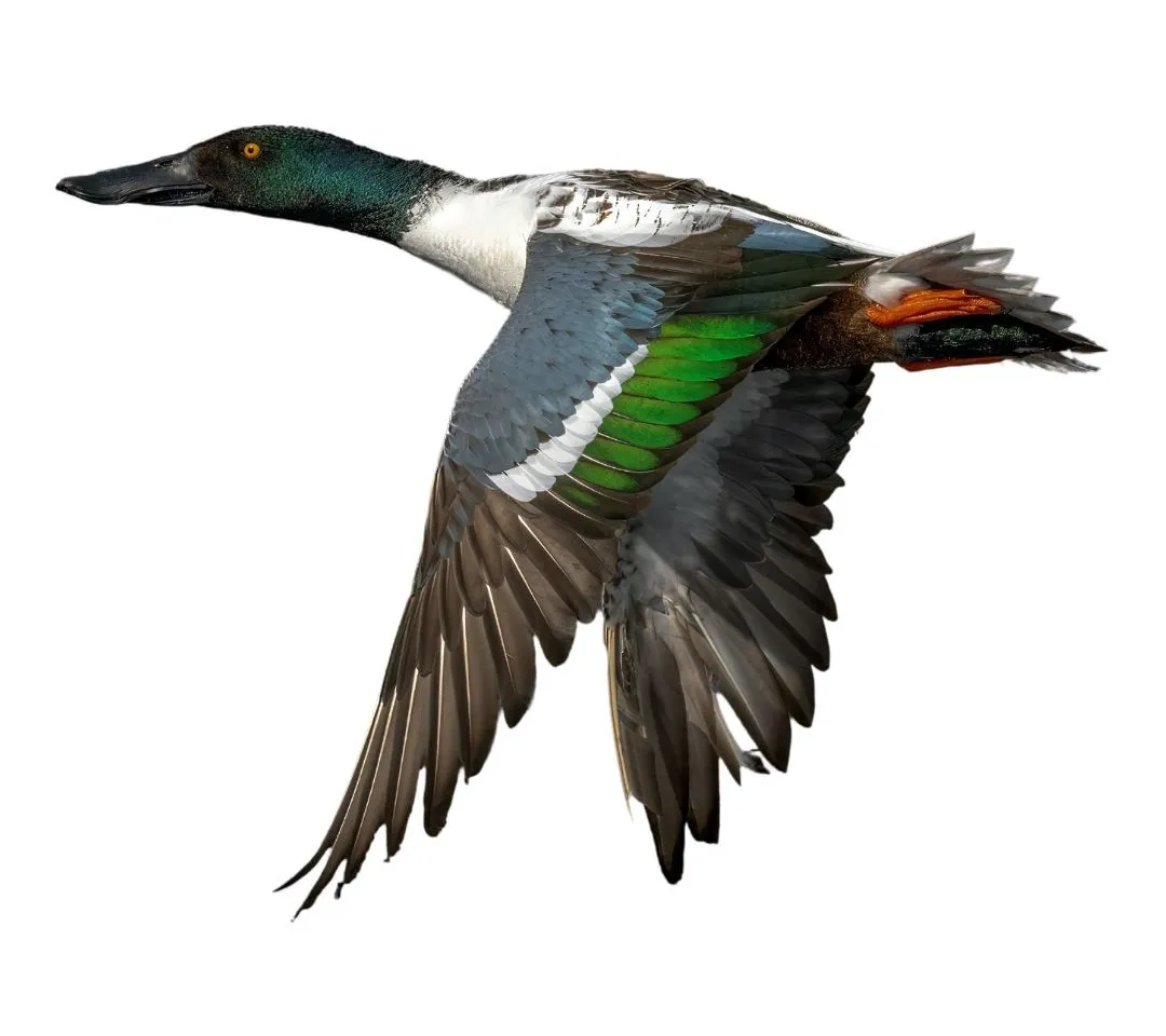 How to identify a Northern Shoveler duck - Northern Shoveler characteristics