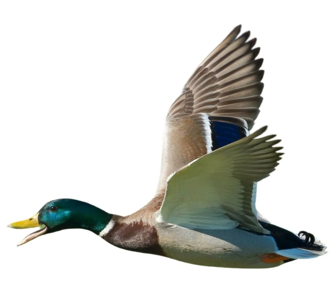 How to identify a Mallard duck - Mallard characteristics