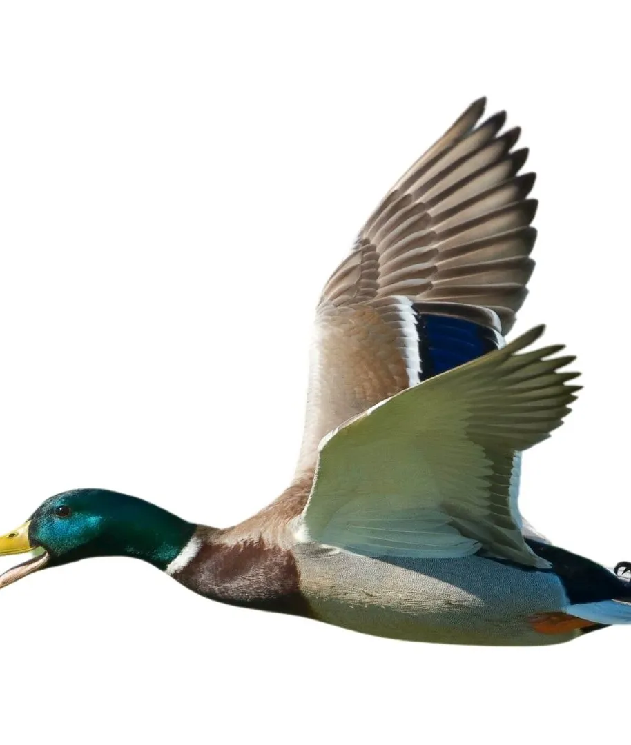 How to identify a Mallard duck - Mallard characteristics