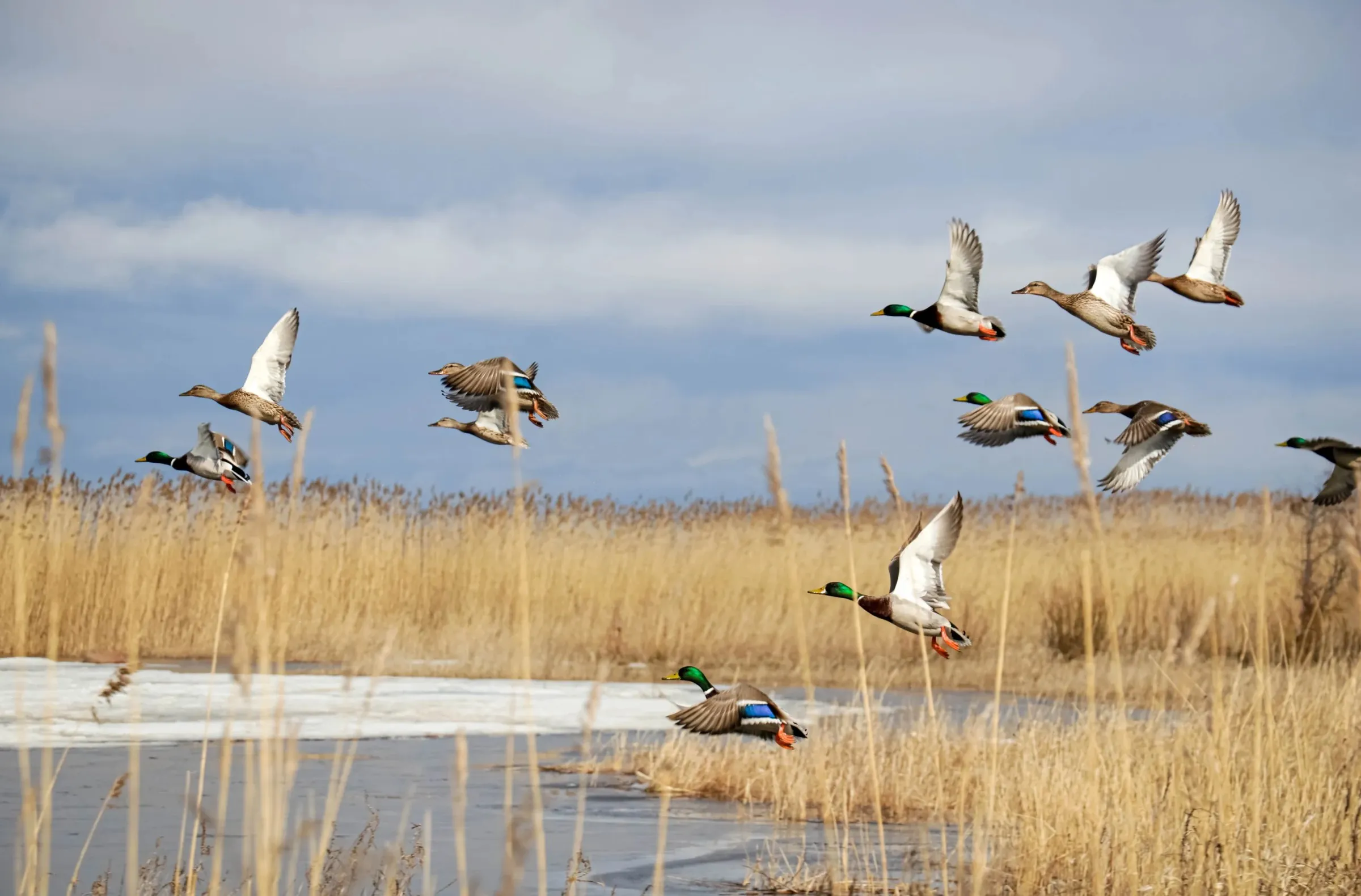 The Call duck hunting app: Mallards flying low over reeds and an icy marsh