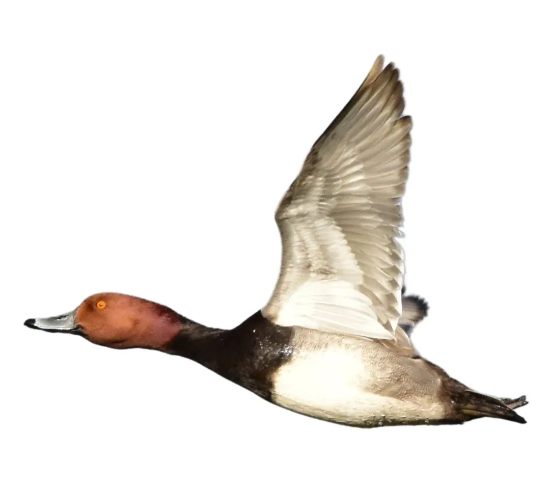 How to identify a Redhead duck - Redhead characteristics