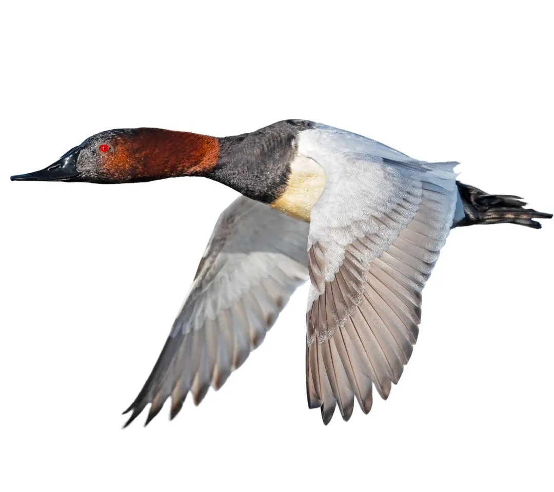 How to identify a Canvasback duck - Canvasback characteristics