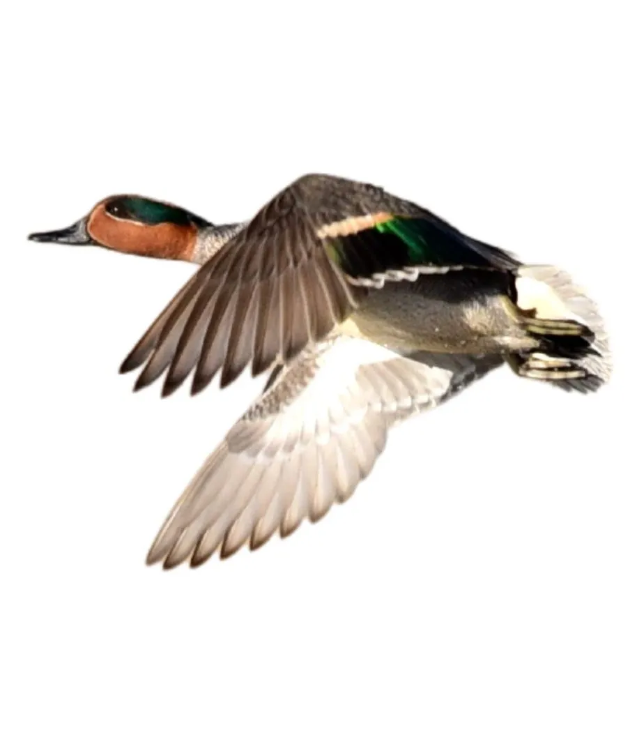 How to identify a Green-winged Teal duck - Green-winged Teal characteristics