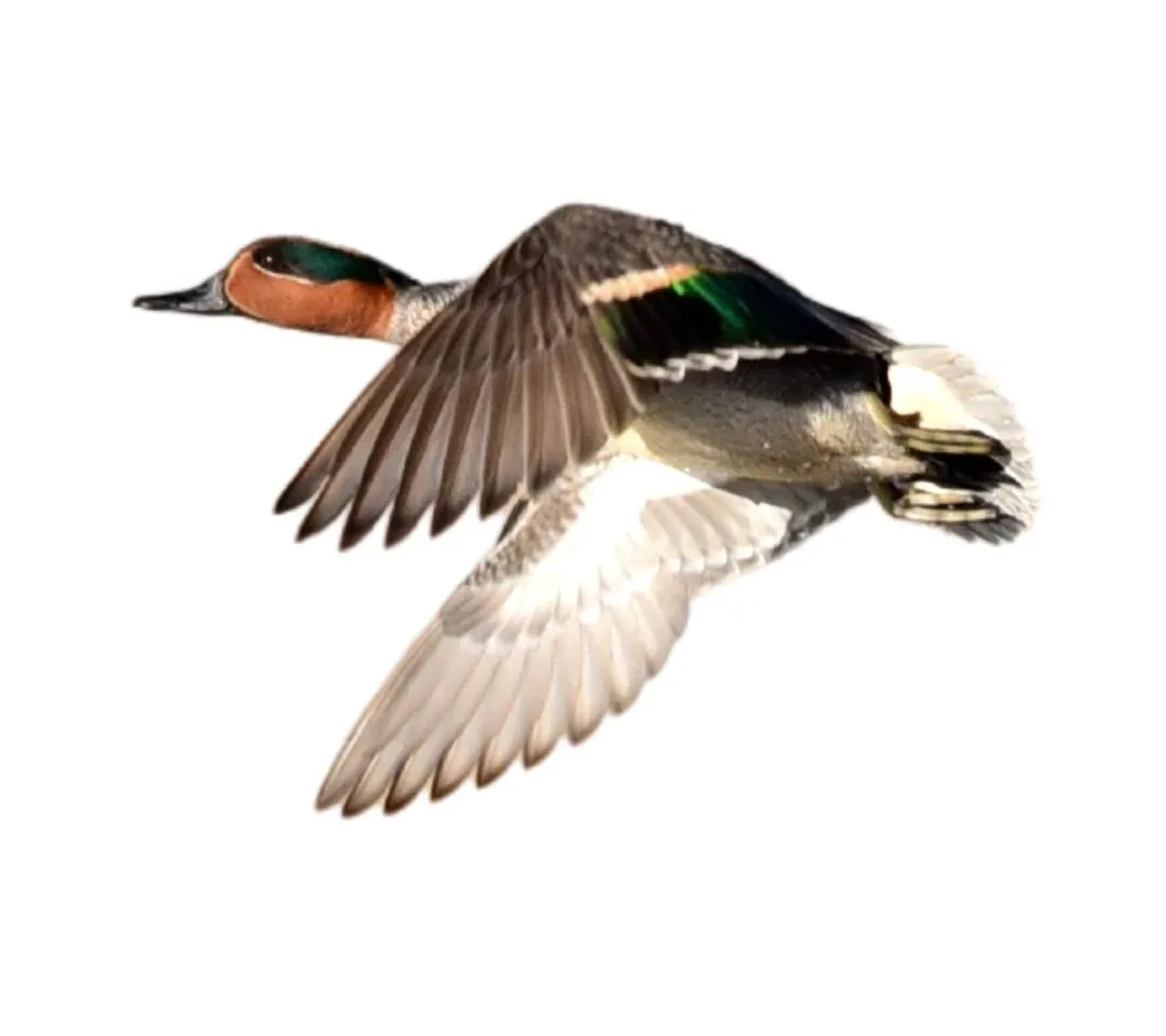 How to identify a Green-winged Teal duck - Green-winged Teal characteristics