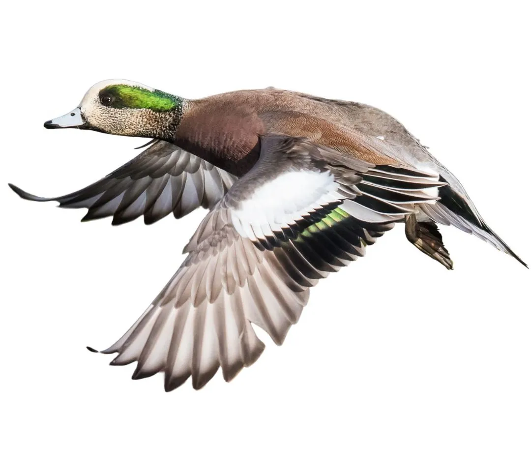 How to identify a American Wigeon duck - American Wigeon characteristics