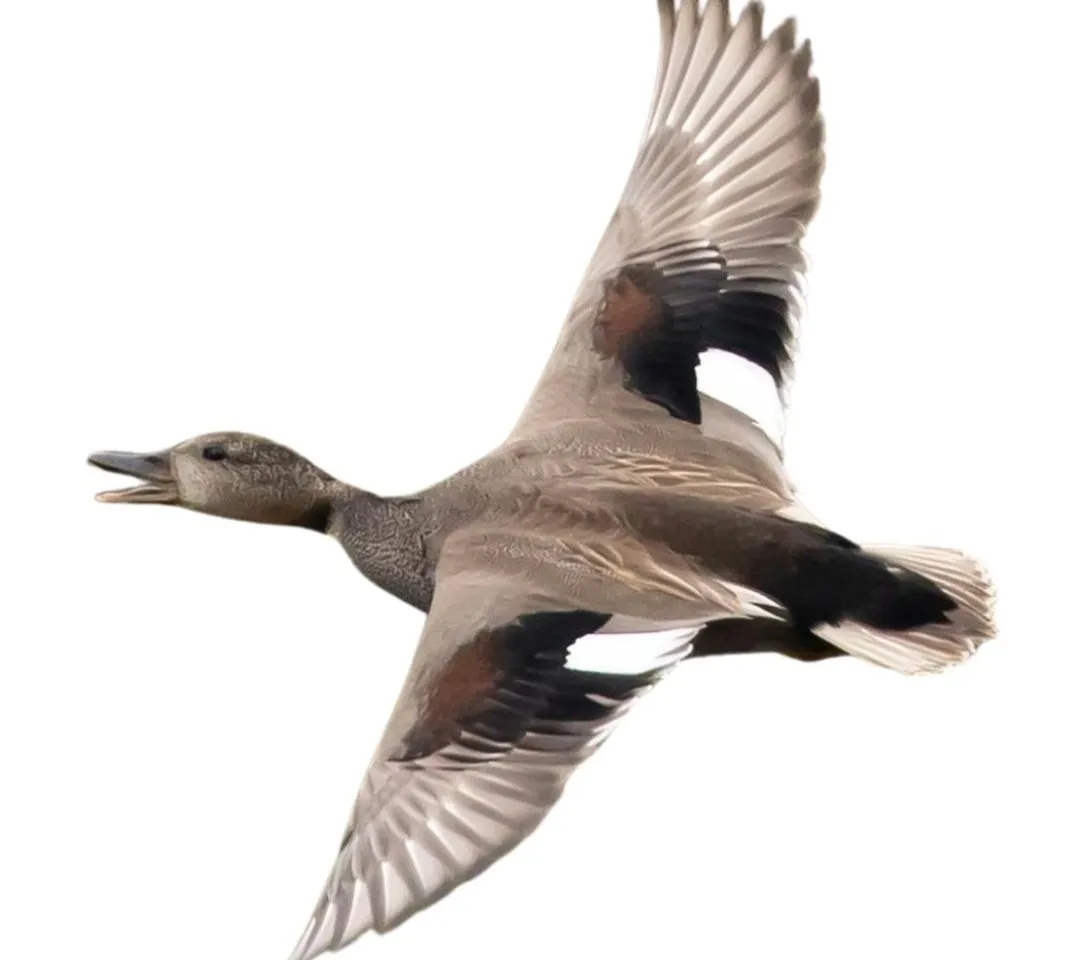 How to identify a Gadwall duck - Gadwall characteristics