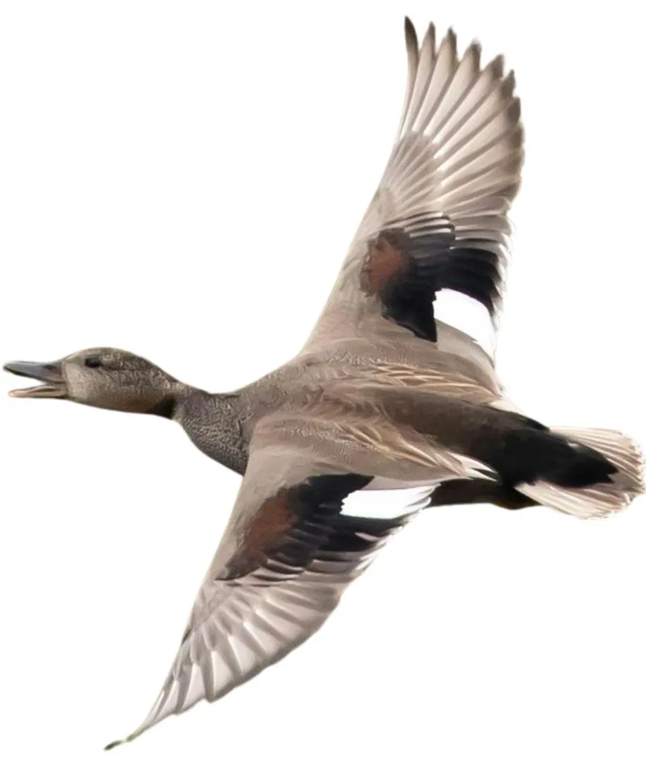 How to identify a Gadwall duck - Gadwall characteristics