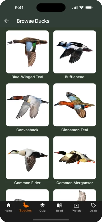 2 the call duck id overview